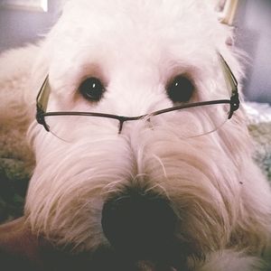 Meet your Posher, Holly